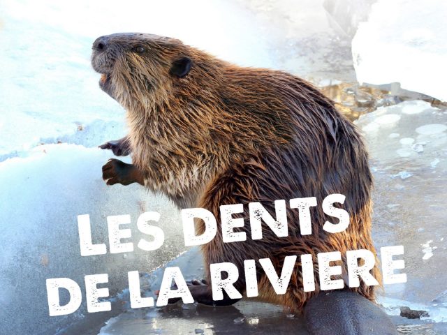 Les dents de la rivière_Morillon