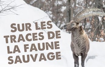 Sur les traces de la faune sauvage