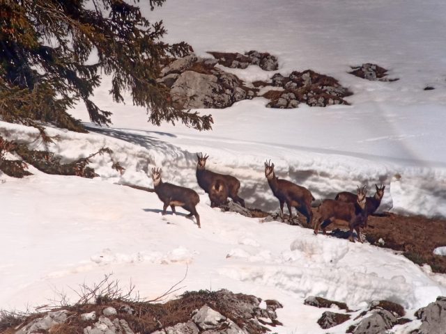 Journée Raquettes avec fondue Suisse en chalet privé_Morillon