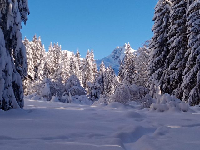 Randonnée accompagnée en raquettes : Observation de la faune en milieu forestier_Taninges