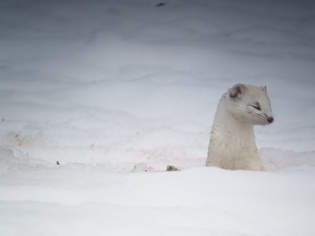 Randonnée accompagnée en raquettes : Observation de la faune en milieu forestier_Taninges