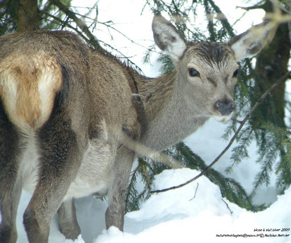 Randonnée accompagnée en raquettes : Observation de la faune en milieu forestier_Taninges
