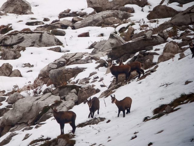 Randonnée accompagnée en raquettes : Observation de la faune en milieu forestier_Taninges