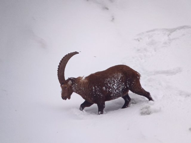 Randonnée en raquettes : Observation bouquetins et réserve naturelle_Sixt-Fer-à-Cheval