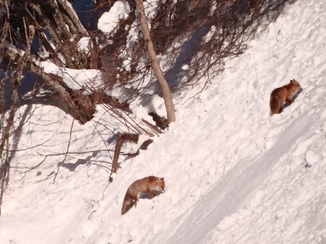 Randonnée accompagnée en raquettes : la vie en montagne_Sixt-Fer-à-Cheval