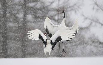 Exposition photo sur la faune sauvage japonaise