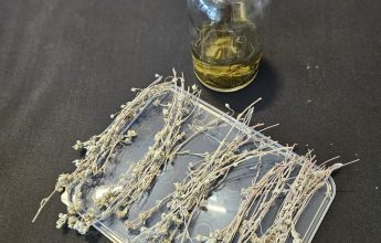 Atelier fabrication de Génépi