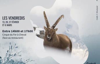 Découverte et observation de la faune en Hiver.