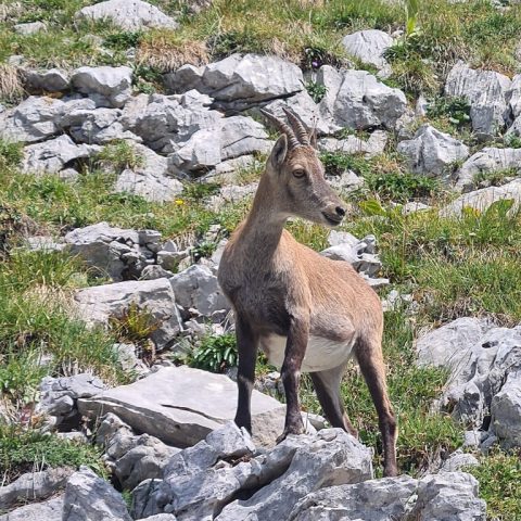 Faune sauvage