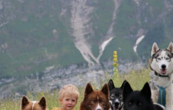 Atelier avec chiens de traineau