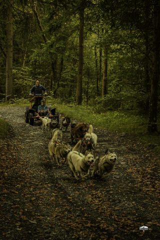 Cani  Kart