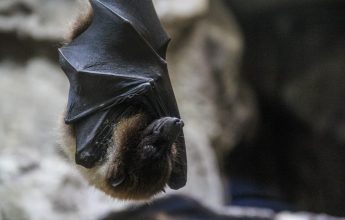 La Fête des Possibles : 30ème Nuit Internationale de la Chauve-souris : un moment dans l’intimité de nos espèces haut-savoyardes