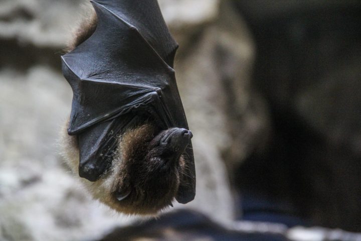 La Fête des Possibles : 30ème Nuit Internationale de la Chauve-souris : un moment dans l’intimité de nos espèces haut-savoyardes_Taninges