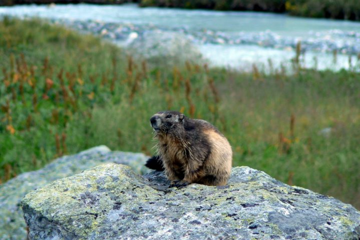 Marmotte