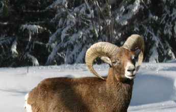 Balade raquettes accompagnée « Les mouflons »