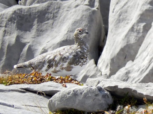 Le lagopède Alpin